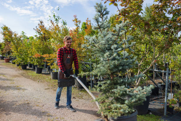 Best Tree Mulching  in Ester, AK